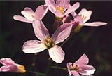 Cardamine pratensis, cuckooflower.