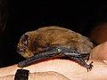 Common pipistrelle