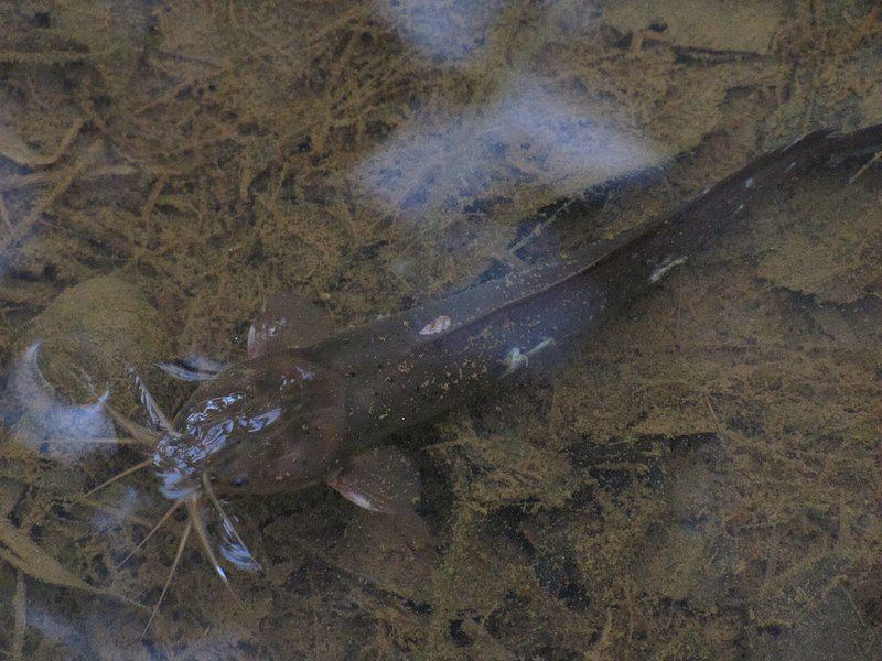 File:Plotosus-canius-under-water.jpg