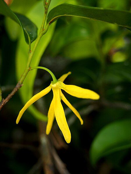 File:Polyalthia nitidissima flower.jpg