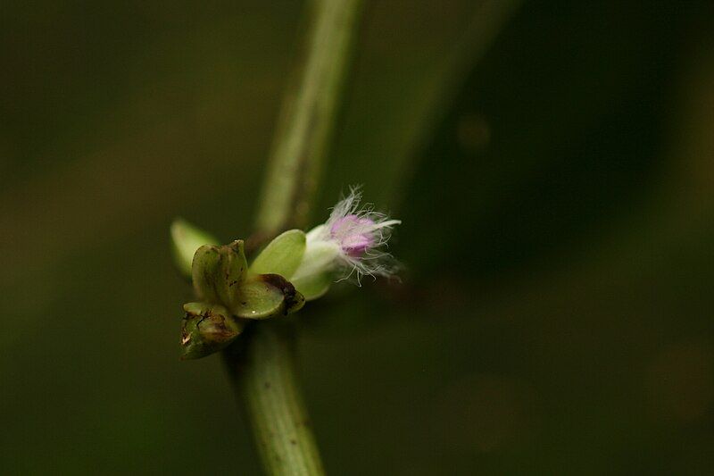 File:Porandra scandens.jpg