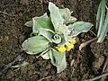 Primula auricula