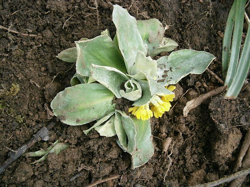 File:Primula auricula RHu.JPG