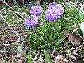 Primula denticulata, Germany