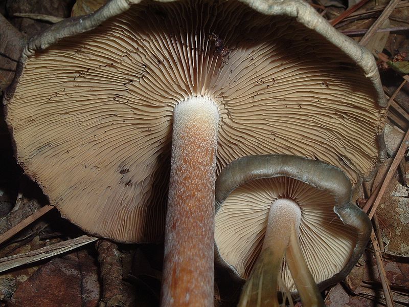 File:Psilocybe.caerulescens.SEmushroomHunter.jpg