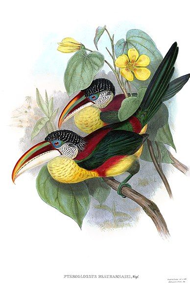 File:Pteroglossus beauharnaesii-Gould.jpg