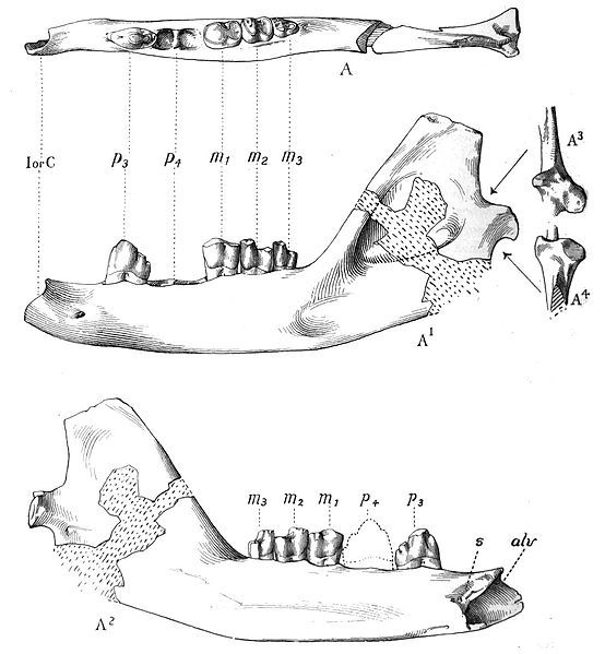 File:Ptolemaia lyonsi jaw.jpg