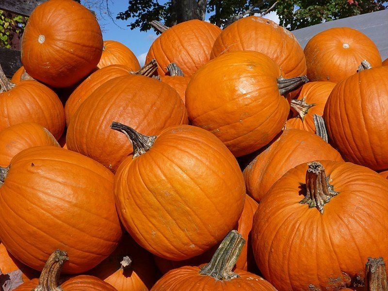 File:Pumpkin pile 01.jpg