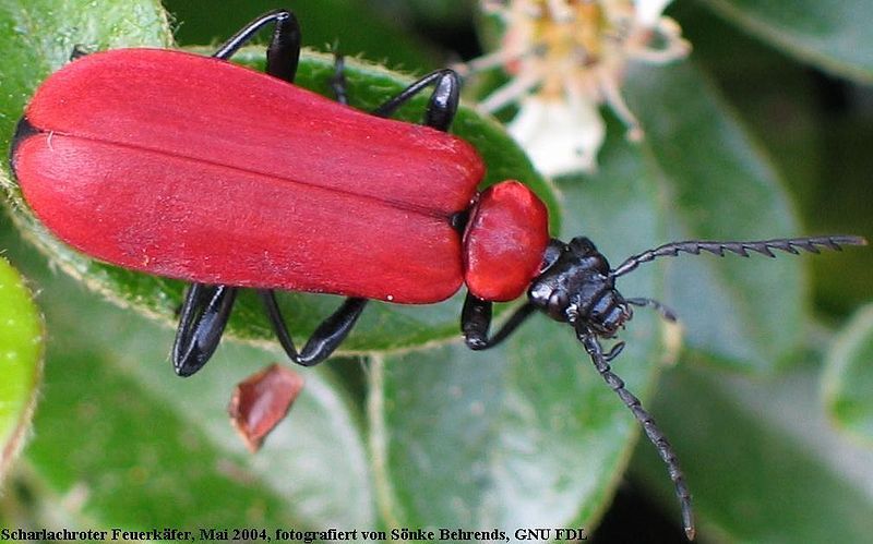 File:Pyrochroa.coccinea.female.jpg