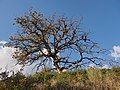 Quercus pyrenaica in winter