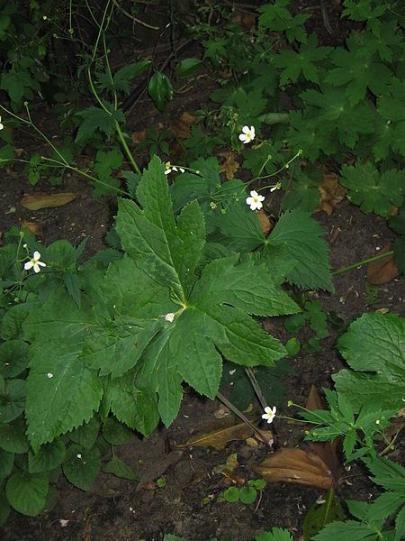 File:Ranunculus platanifolius01.jpg