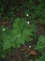 Ranunculus platanifolius