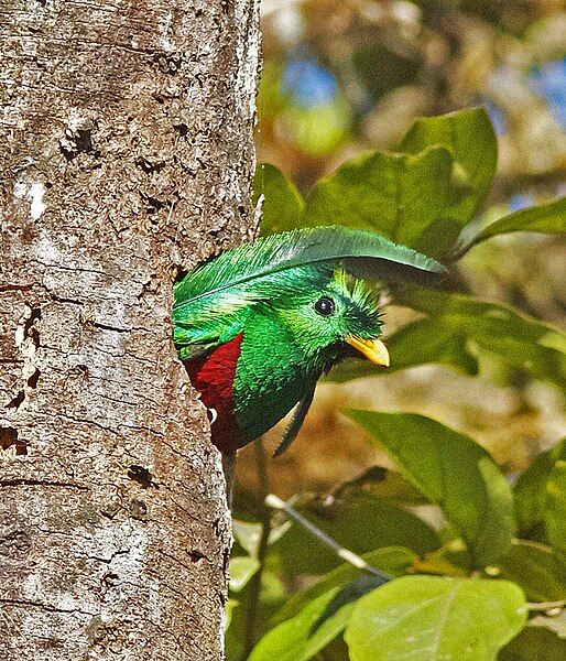 File:Resplendent Quetzal.jpg