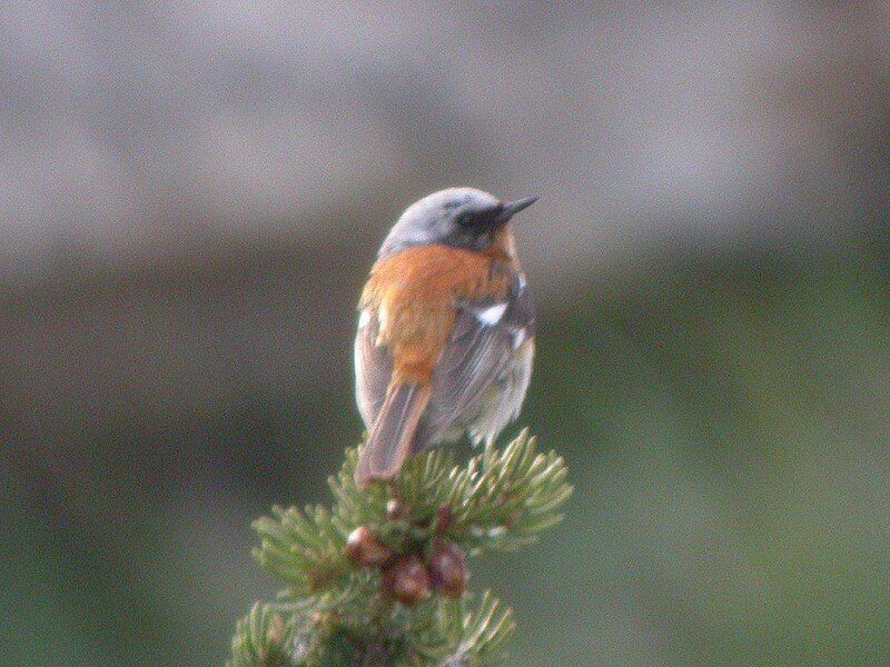 File:Rufous-backed Redstart.jpg