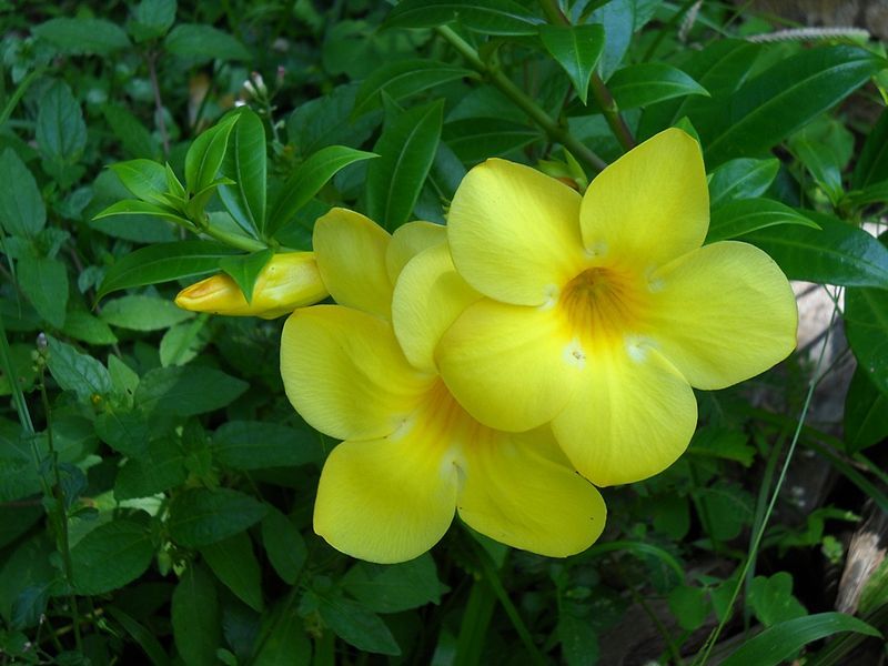 File:Rukaththana Flowers.JPG