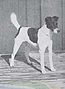 "A greyscale photograph of a black and white terrier facing right."