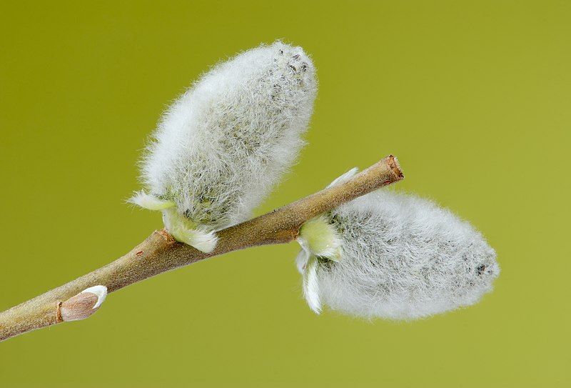 File:Salix caprea 02.jpg