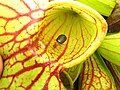 Carabid beetle (Lebia grandis) trapped by Sarracenia purpurea