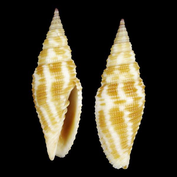 File:Shell Imbricaria zetema.jpg