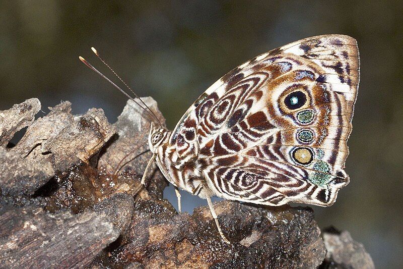 File:Smyrna blomfildia.jpg