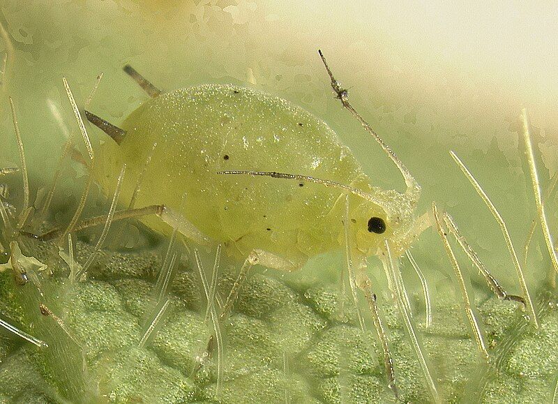 File:Soybeanaphid.jpg