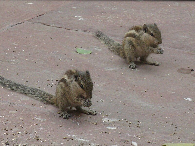 File:Squirrels eating.jpg