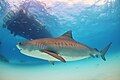 tiger shark bahamas