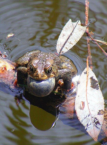 File:Toad.jpg