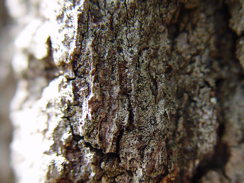 File:Treebark.jpg