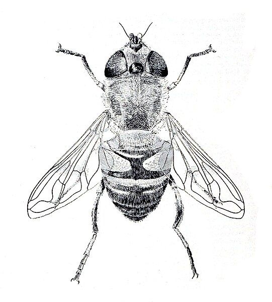 File:Tubifera tenax f.jpg