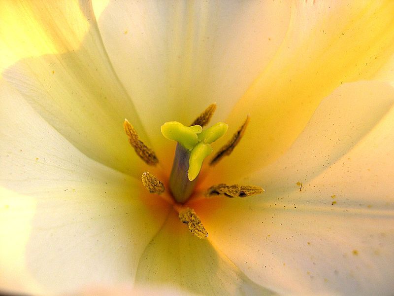 File:Tulip white macro.jpg