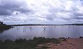 Trees in Lake Volta