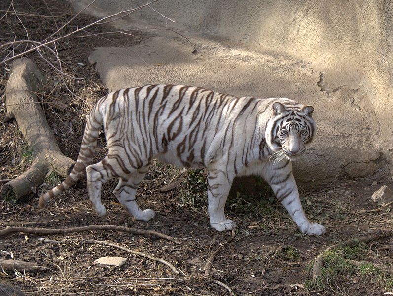 File:WhiteTiger25.jpg