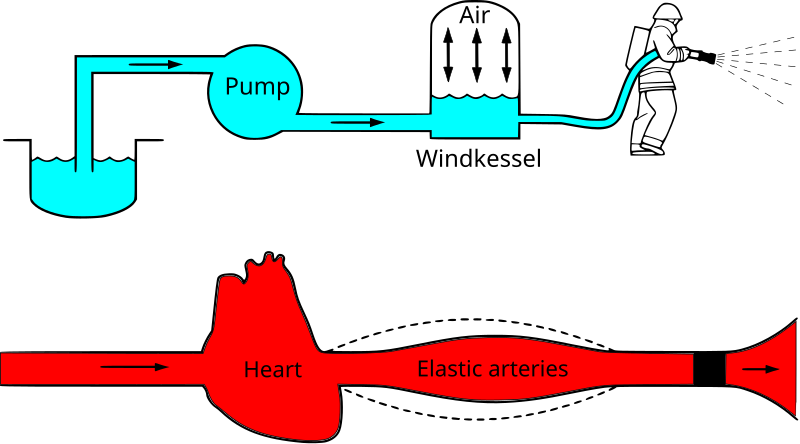 File:Windkessel effect.svg