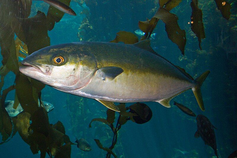 File:Yellowtail amberjack.jpg