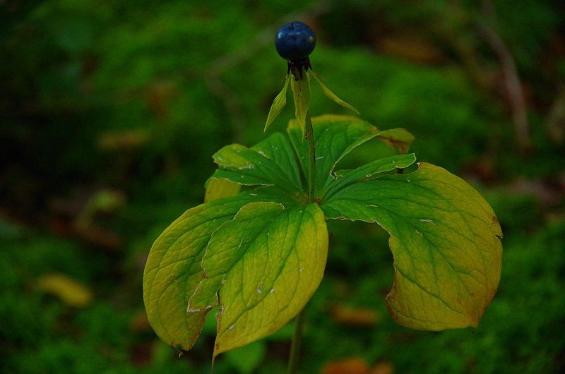 File:20170922-paris quadrifolia-einbeere.jpg