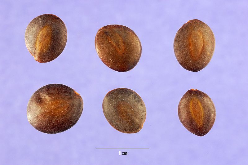 File:Acacia greggii seeds.jpg