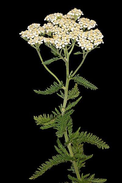 File:Achillea millefolium (bright).jpg