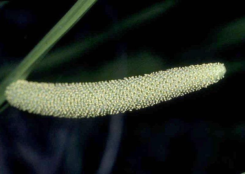 File:Acorus-calamus1.jpg