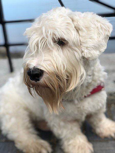 File:Adult Sealyham Terrier.jpg