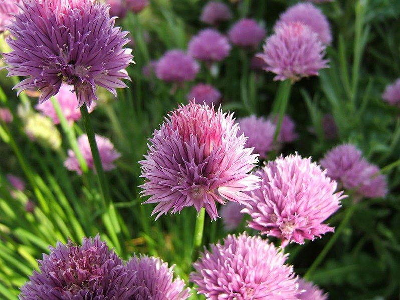 File:Allium schoenoprasum19794237.jpg