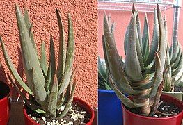 Growth of a young plant from May to August.