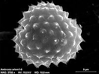 Pollen grain (scanning electron microscope)