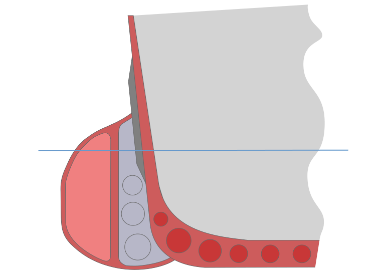 File:Anti-torpedo bulge.svg