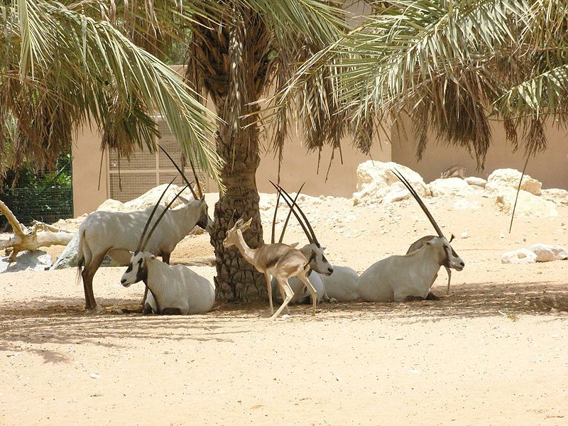 File:Arabian Oryx (8454554499).jpg