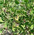 Arctostaphylos manzanita