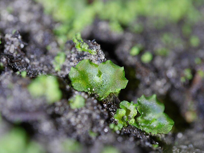 File:Asplenium scolopendrium prothallus.jpg