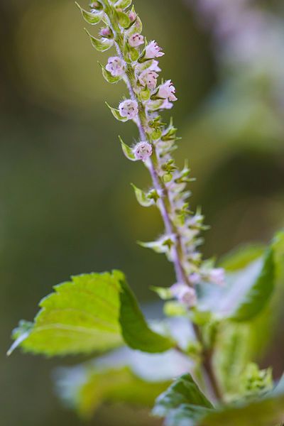 File:Beefsteak plant (21823908946).jpg