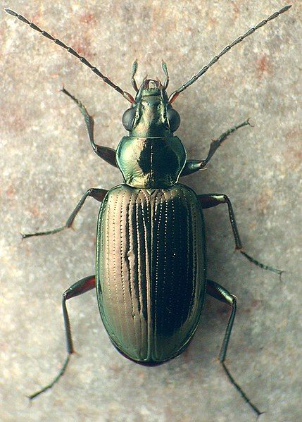 File:Bembidion louisella.jpg