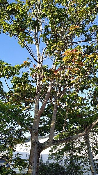 File:Blepharocarya involucrigera tree.jpg